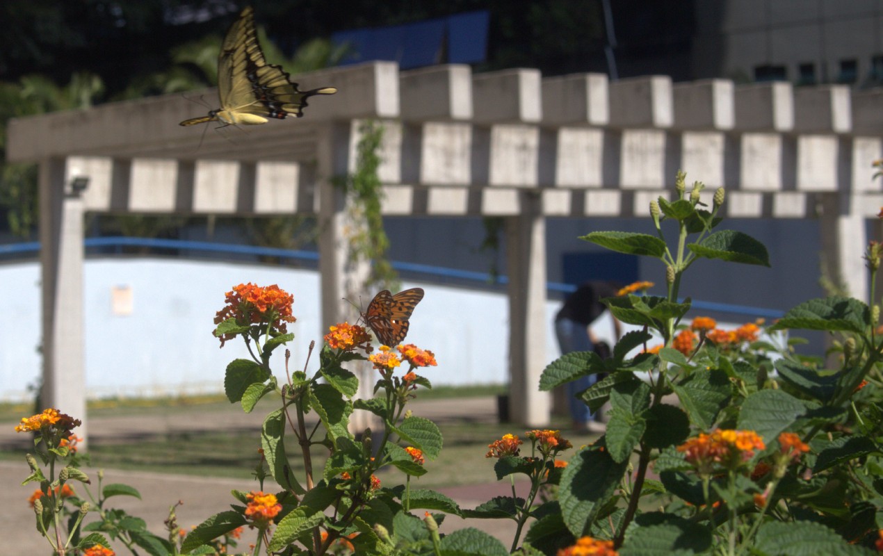 foto Not&iacute;cia Bauru