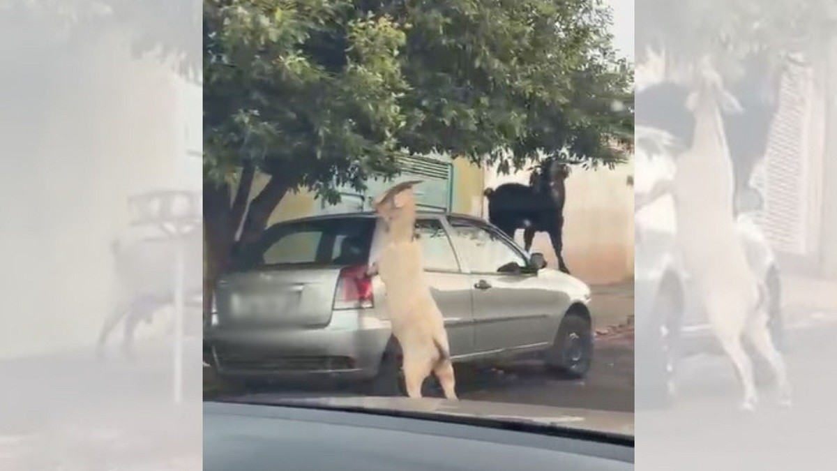 foto Not&iacute;cia Bauru