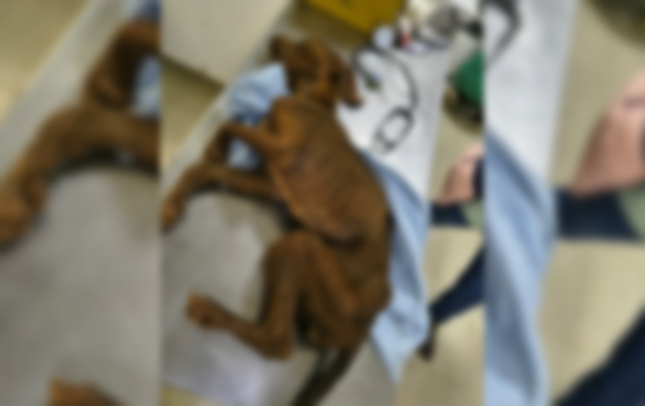 foto Not&iacute;cia Bauru
